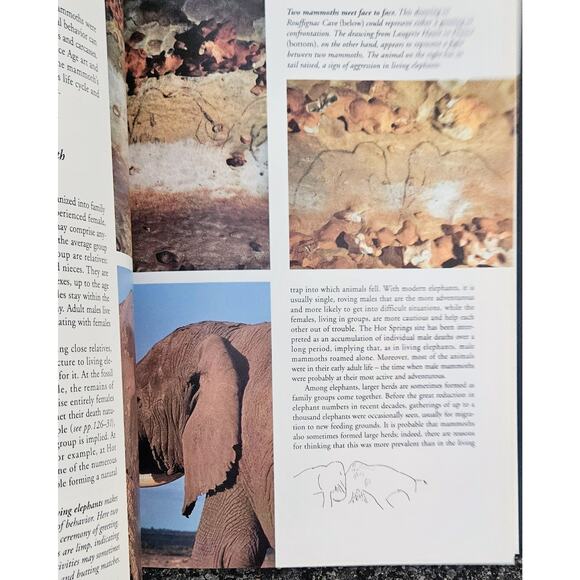 1994 Mammoths Adrian Lister & Paul Bahn Large Illustrated Hardcover Dust Jacket - Picture 8 of 8